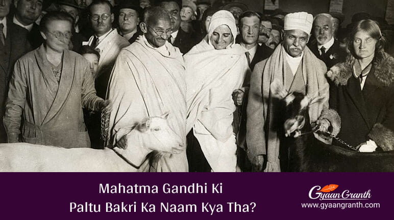 Mahatma Gandhi Ki Paltu Bakri Ka Naam Kya Tha