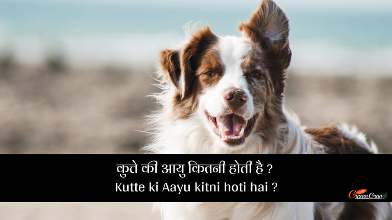 कुत्ते की आयु कितनी होती है _ - Kutte ki Aayu kitni hoti hai _