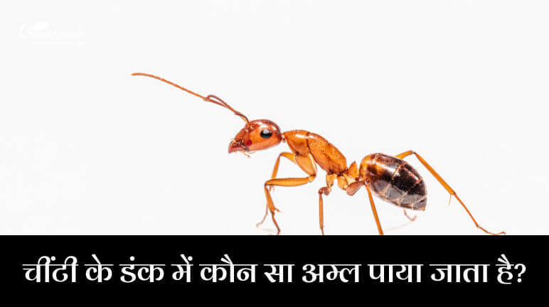 चींटी के डंक में कौन सा अम्ल पाया जाता है