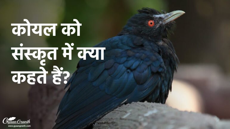 कोयल को संस्कृत में क्या कहते हैं?