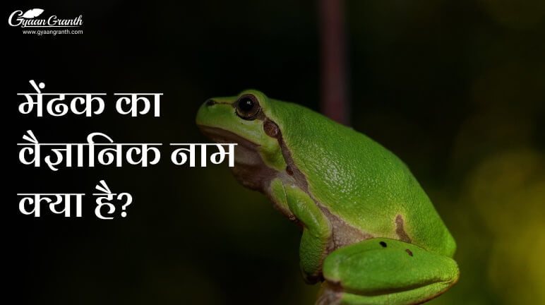 मेंढक का वैज्ञानिक नाम क्या है?