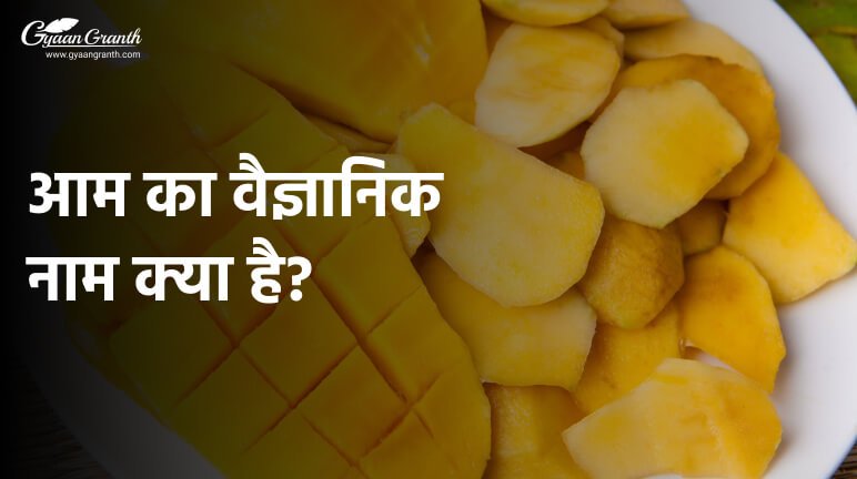 आम का वैज्ञानिक नाम क्या है?