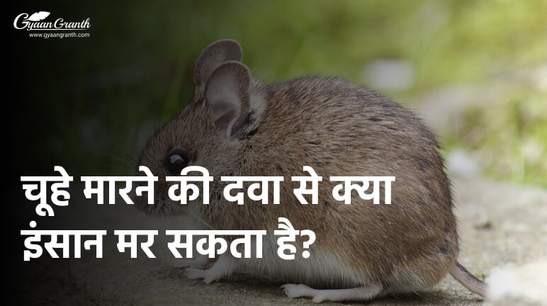 चूहे मारने की दवा से क्या इंसान मर सकता है?