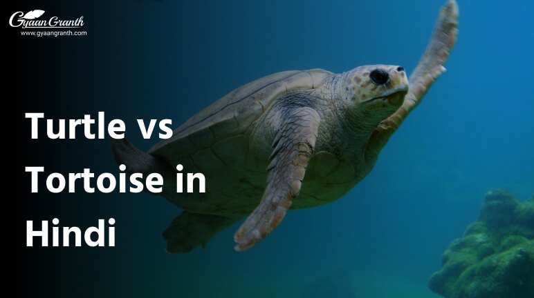 Turtle vs Tortoise in Hindi