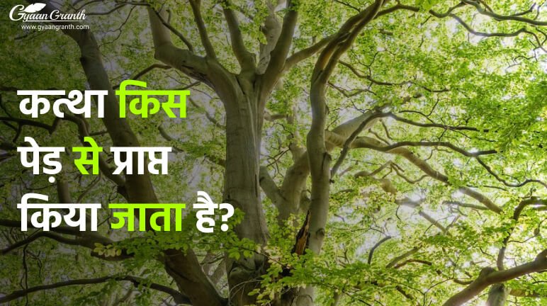 कत्था किस पेड़ से प्राप्त किया जाता है?