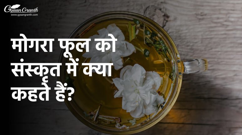 मोगरा फूल को संस्कृत में क्या कहते हैं?