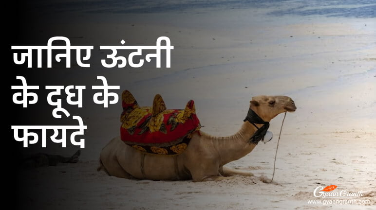 camel milk benefits hindi