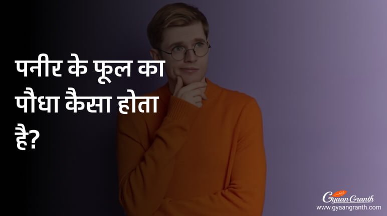 पनीर के फूल का पौधा कैसा होता है?