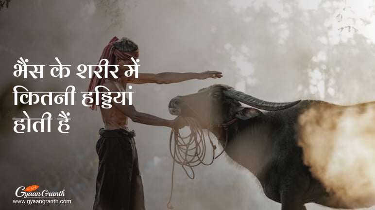 भैंस के शरीर में कितनी हड्डियां होती हैं