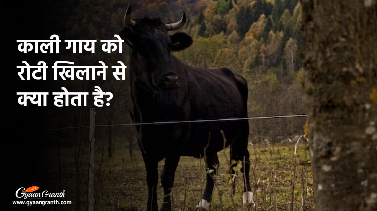 काली गाय को रोटी खिलाने से क्या होता है