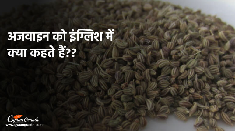 अजवाइन को इंग्लिश में क्या कहते हैं?